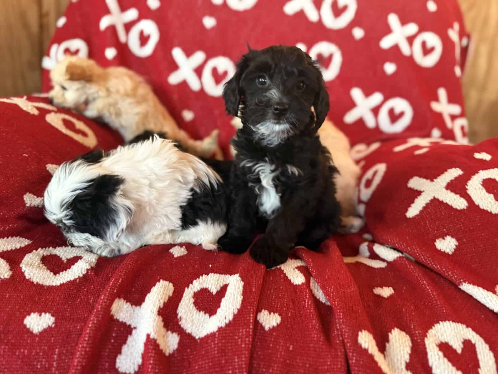 Puppies image 4
