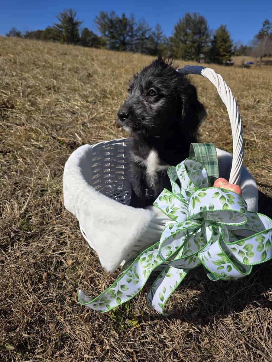 Anatolian Sheepadoodle image 1