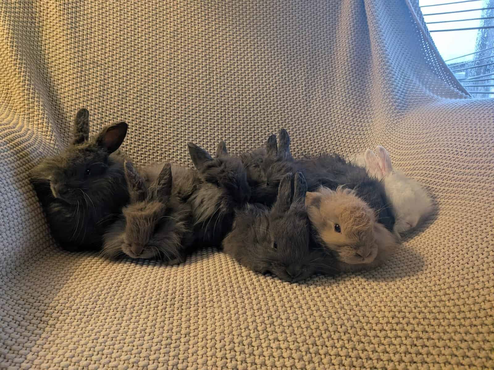 French Angora image 6