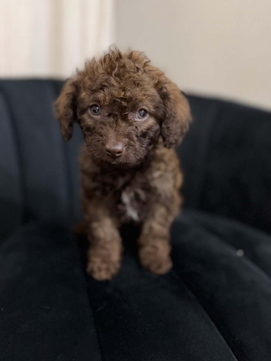 Mini F1B Aussiedoodles | 8-12lbs image 5