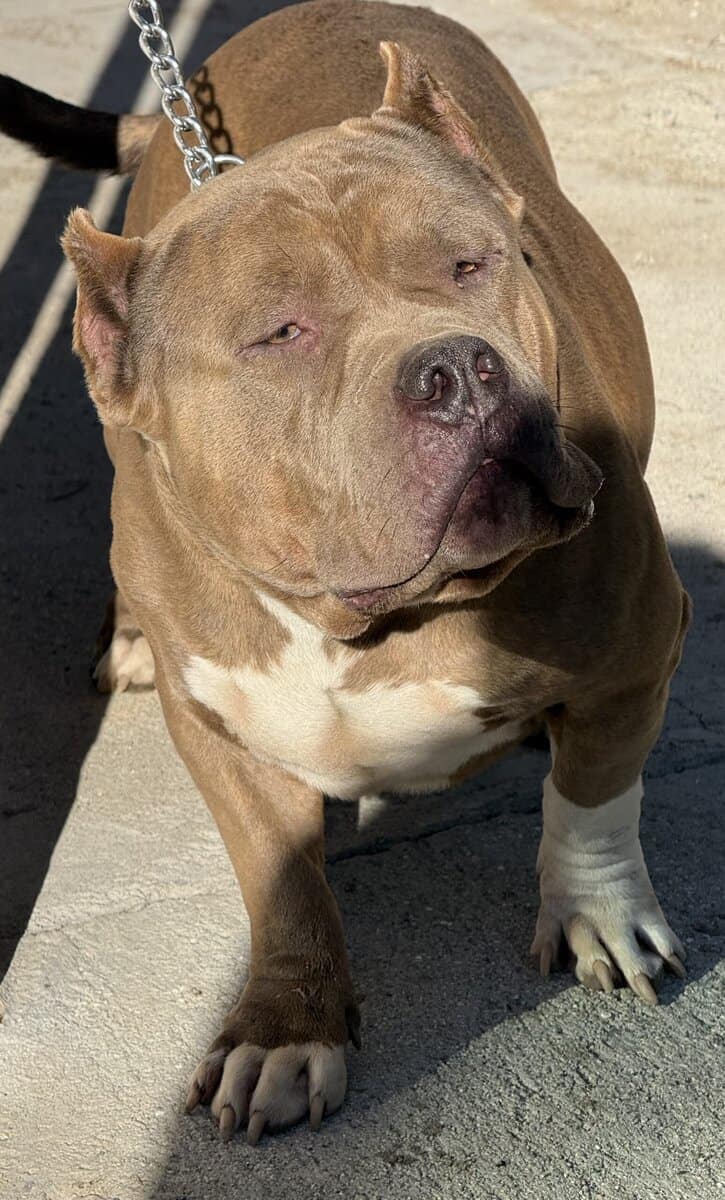 Standard brindle male bully open for stud image 4