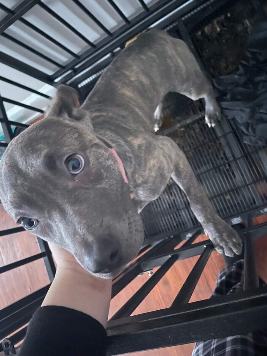 6 month old female pitbull terrier image 1