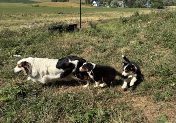 5 week Tricolor Australian Shepherds ready soon