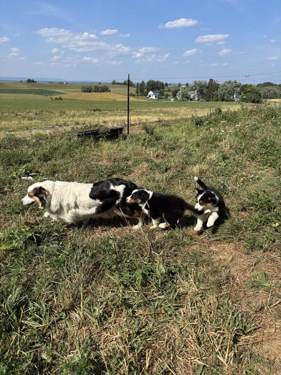 Tricolor Australian Shepherds 8 weeks image 5