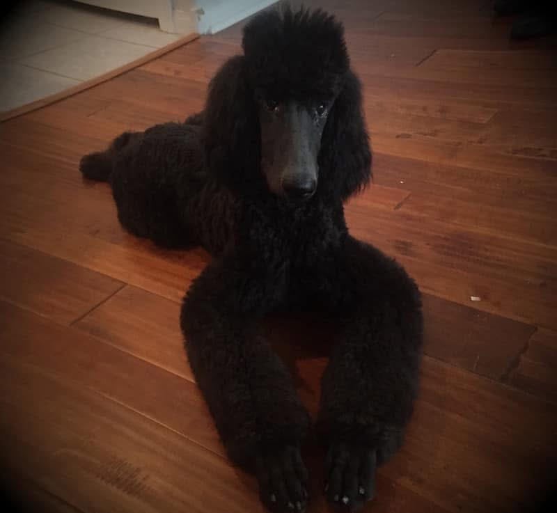 AKC STANDARD POODLE PUPS image 4