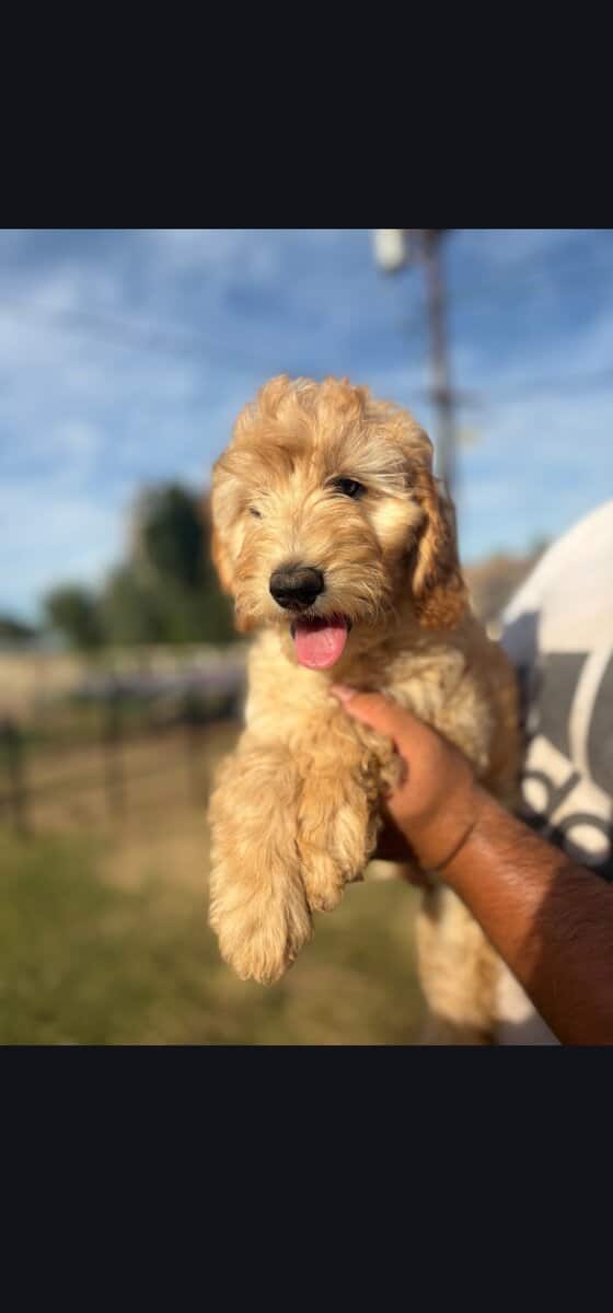 Mochi - Home raised Female F1B Goldendoodle image 3