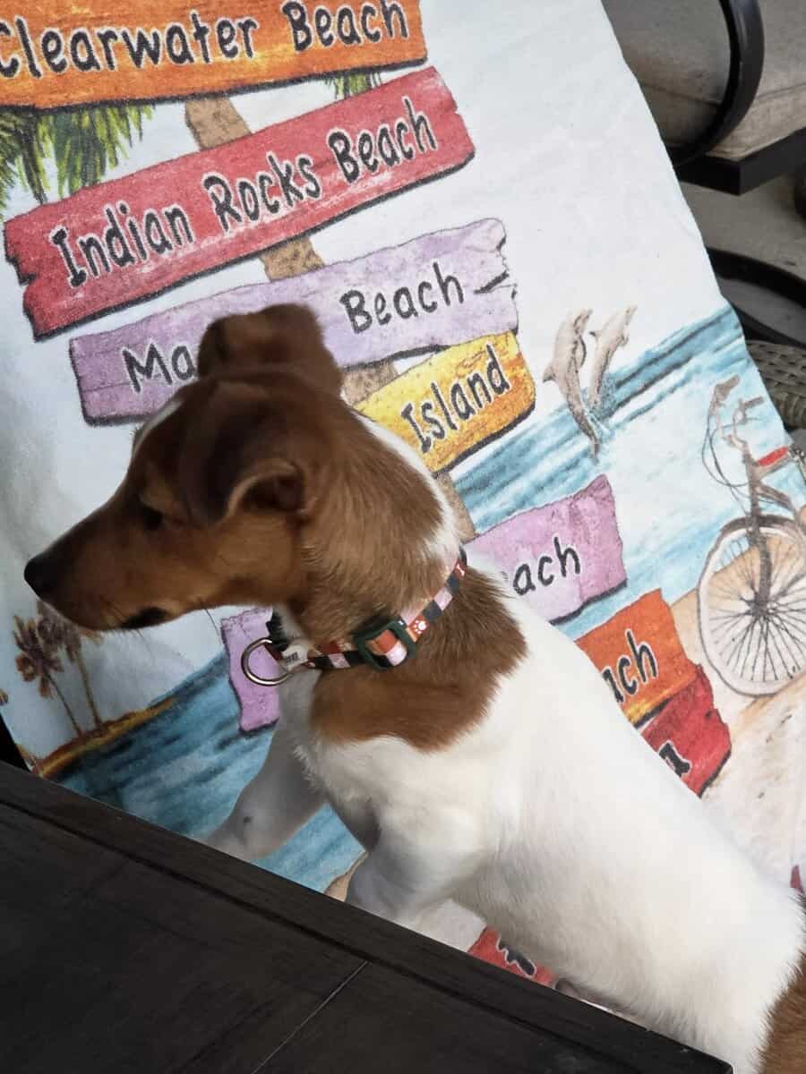 Jack Russell Terrier image 2