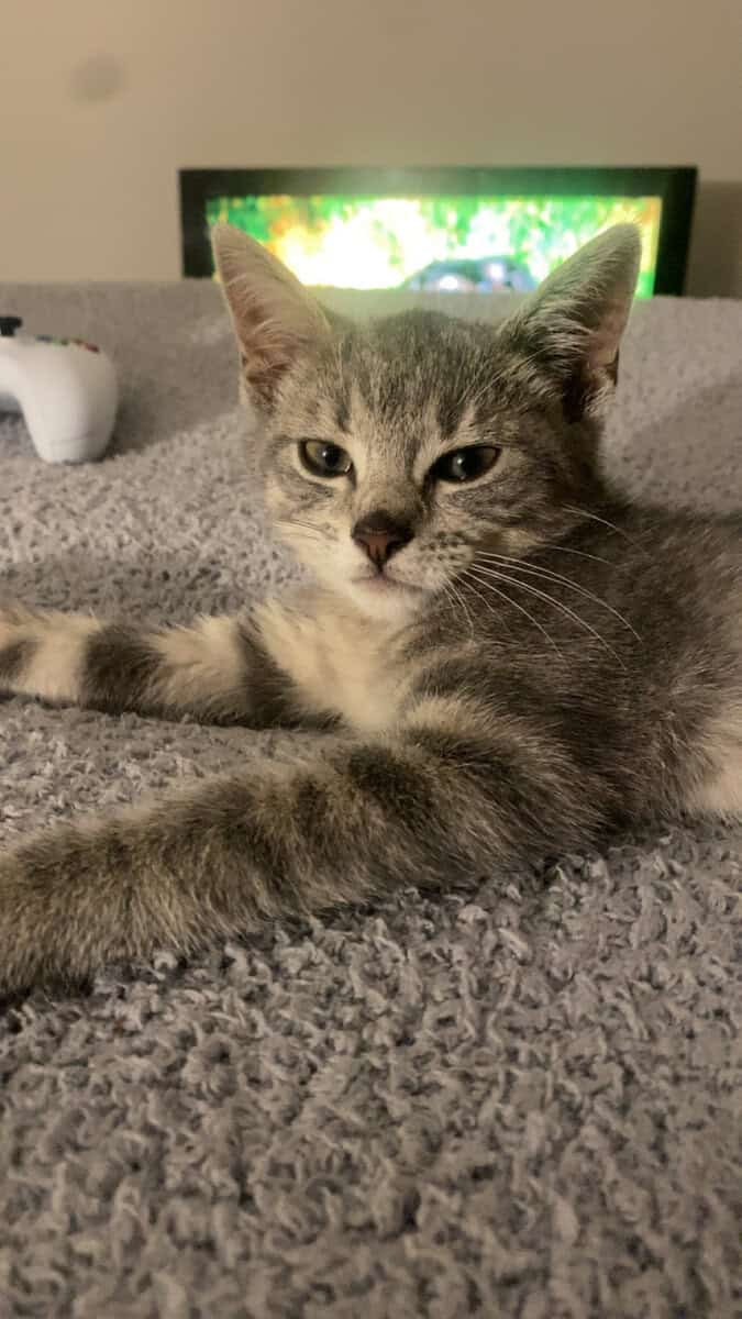 Riah, Female kitten image 3