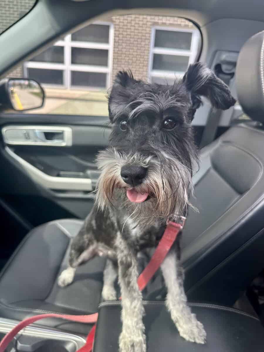 AKC Black & Silver Mini Schnauzer 3 yrs old image 3