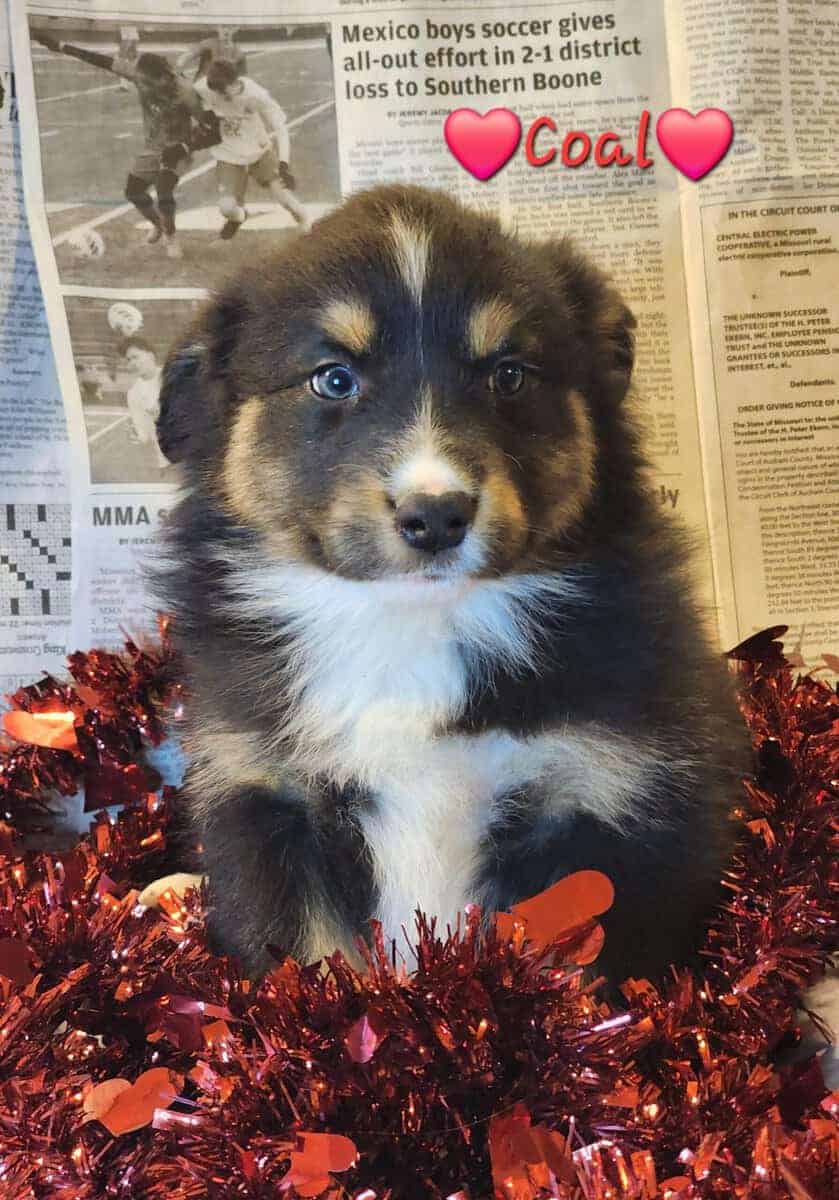 Australian Shepherds image 5