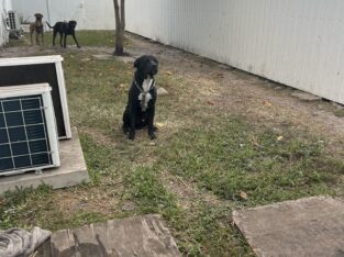 Dogs up for adoption for free