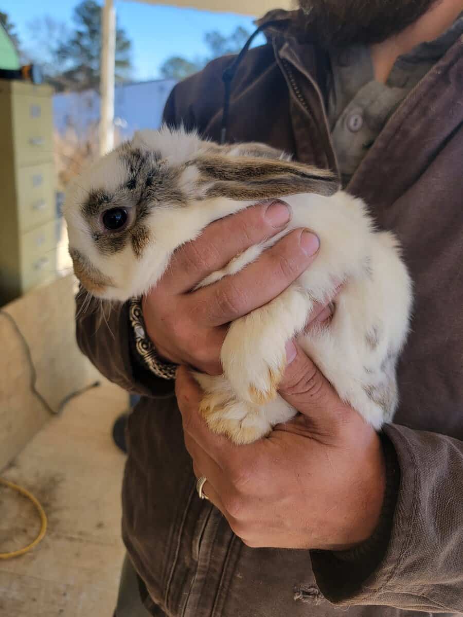 Bunnies image 3