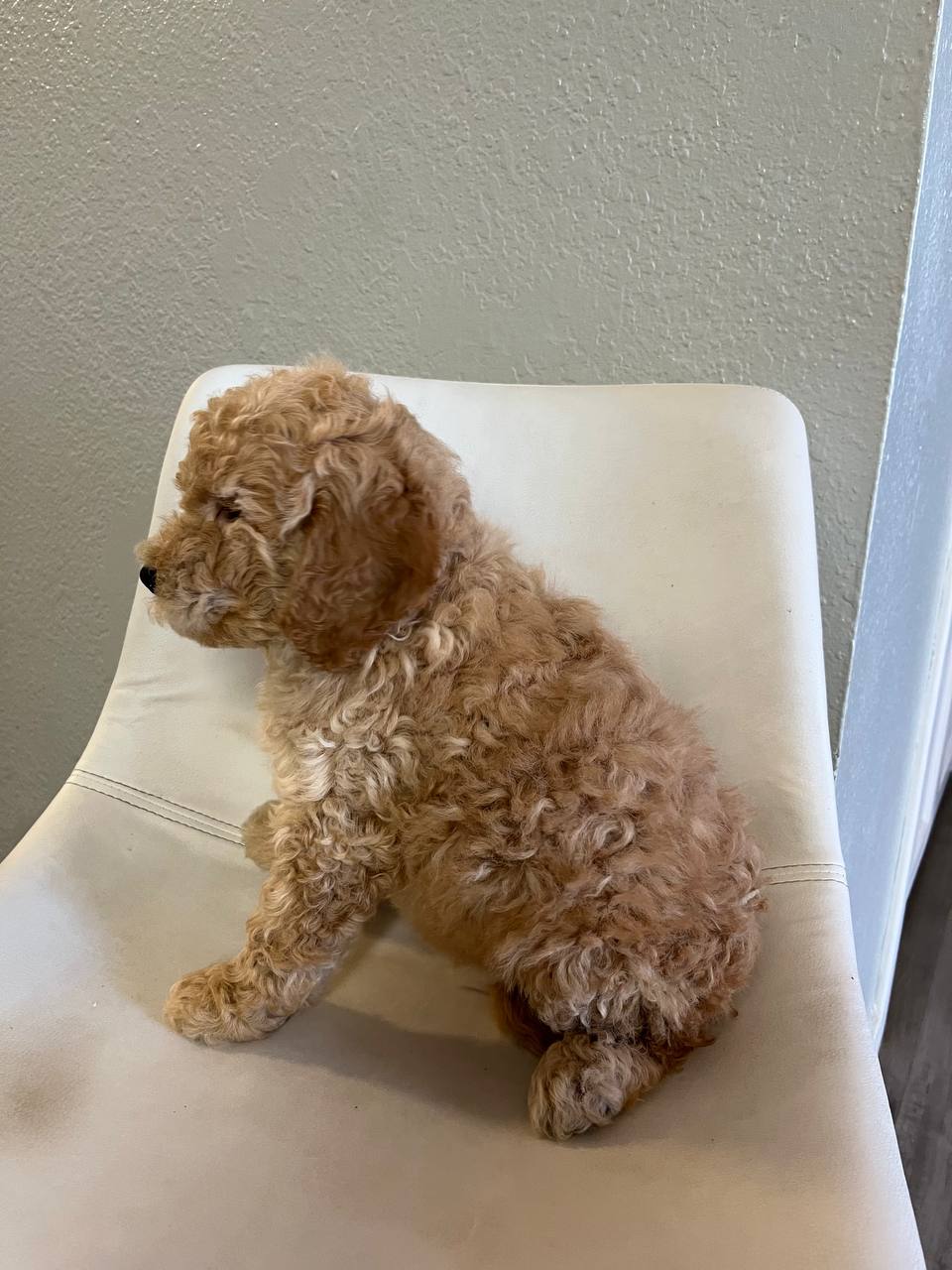 F1B Goldendoodle puppies 9 weeks old image 1