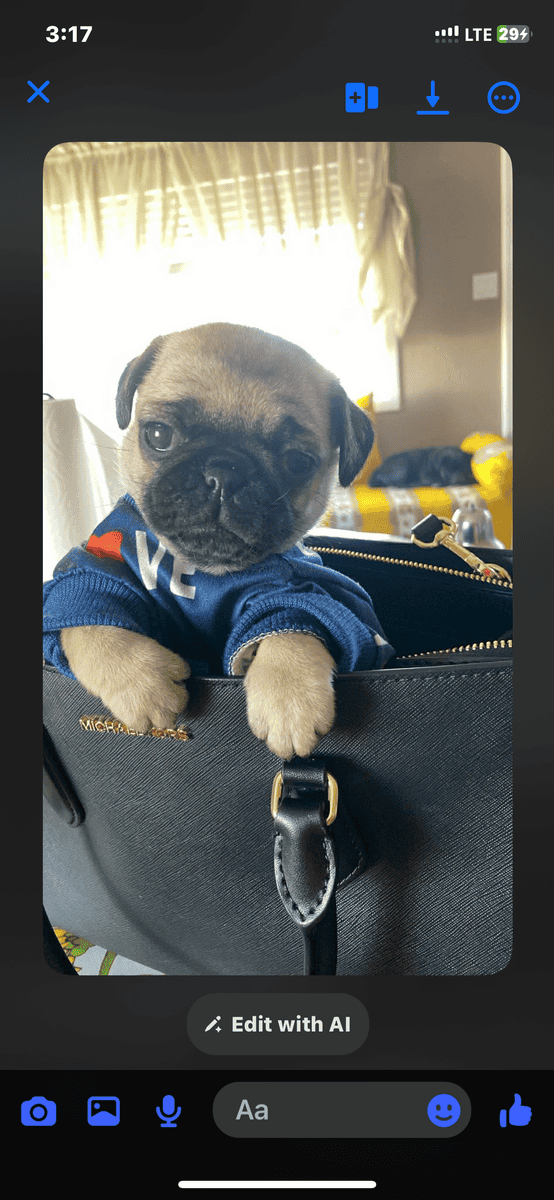 Female pug image 2