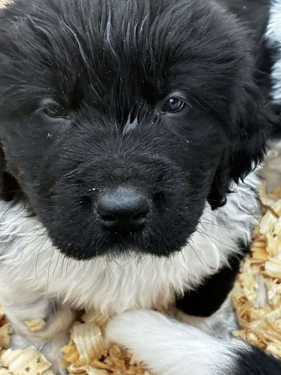 Newfoundland Lanseer Puppies image 9
