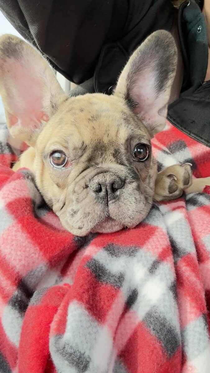 4 month Male French Bulldog image 4