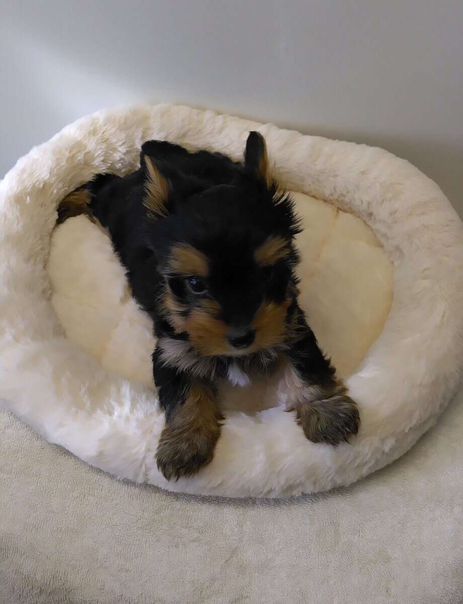 Beautiful Yorkie Babies Available !!! image 3