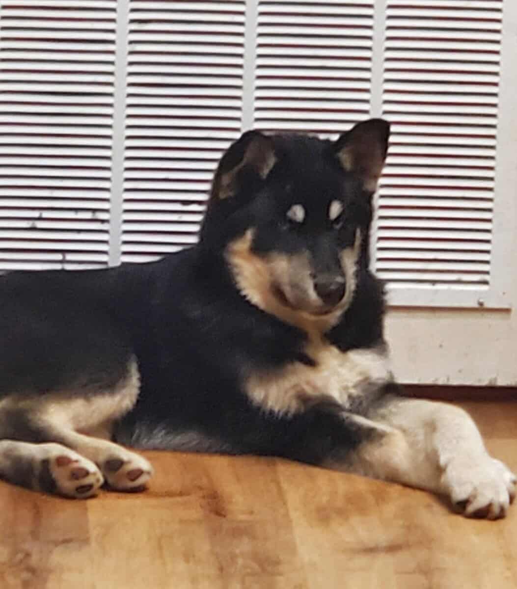 Rehome 18 month old Large Pomsky image 1