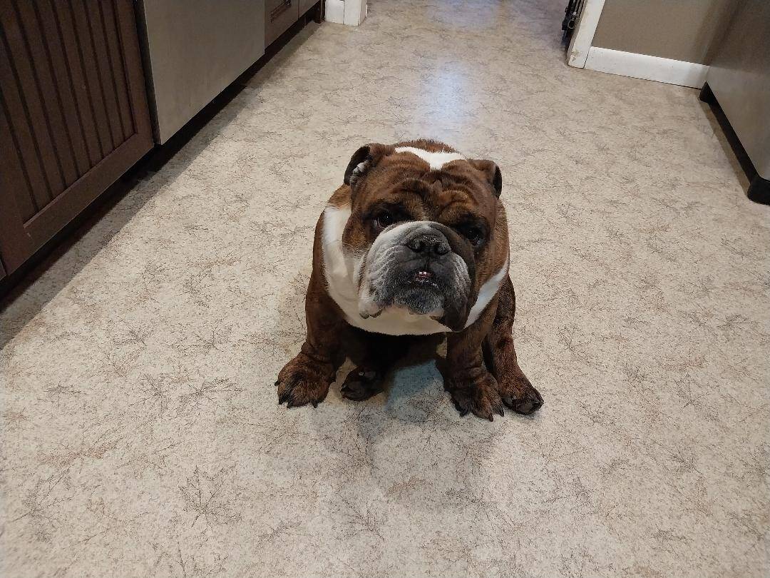 Young 2-1/2 year old Bulldog image 1