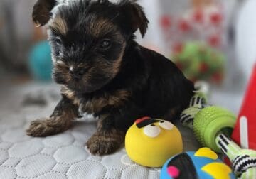 CKC MALE YORKSHIRE TERRIER