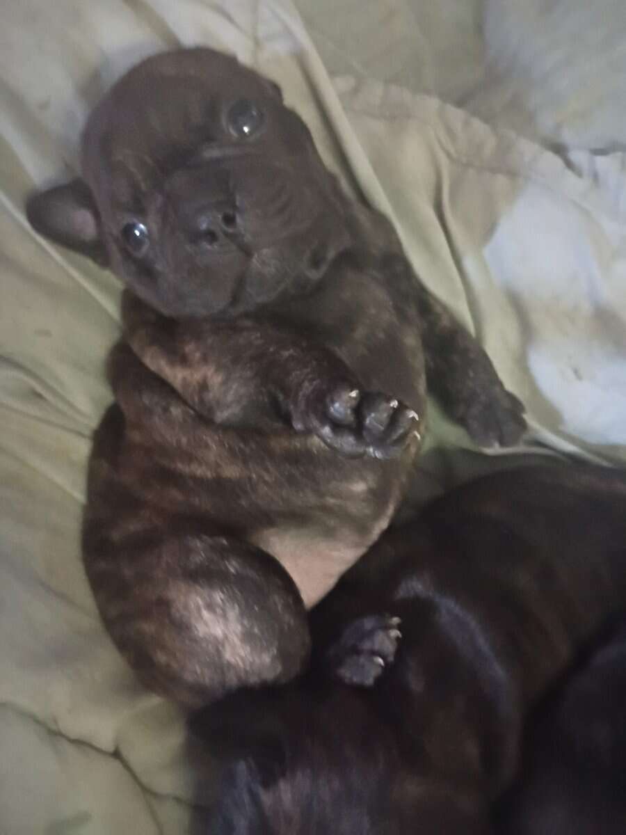 Frenchie Pups image 2