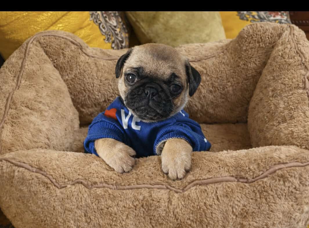 Female pug image 1