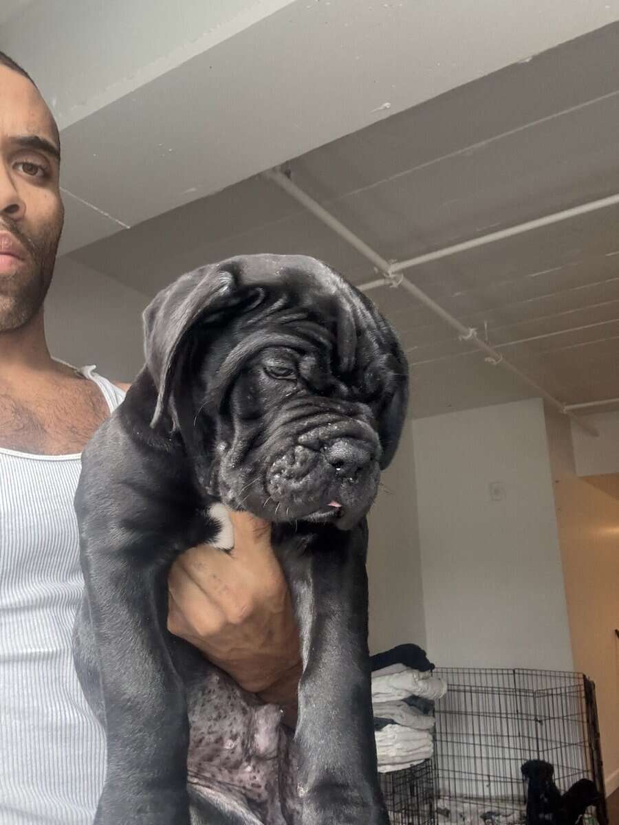 Cane Corso image 2
