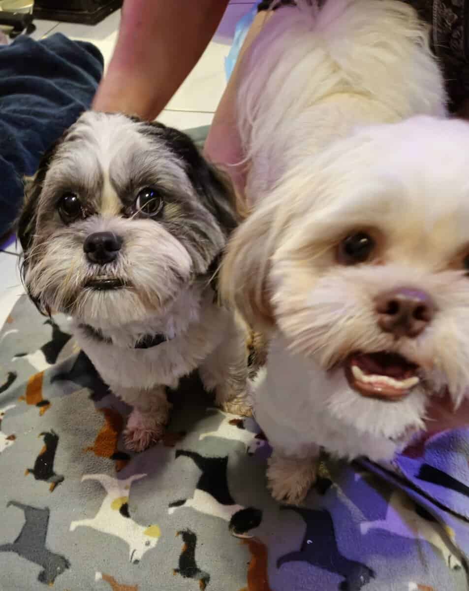 Purebred ckc males need a loving furever home! image 3