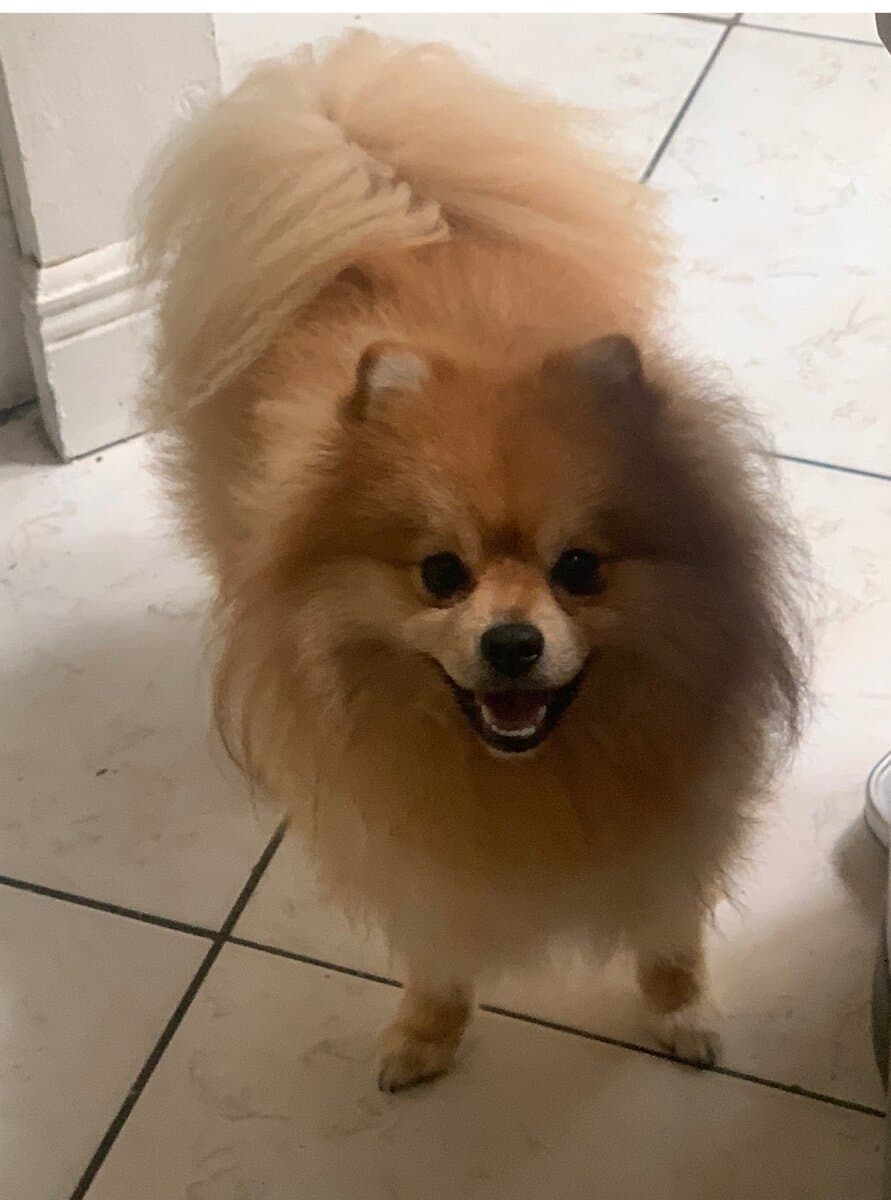 Full Pomeranian... image 1
