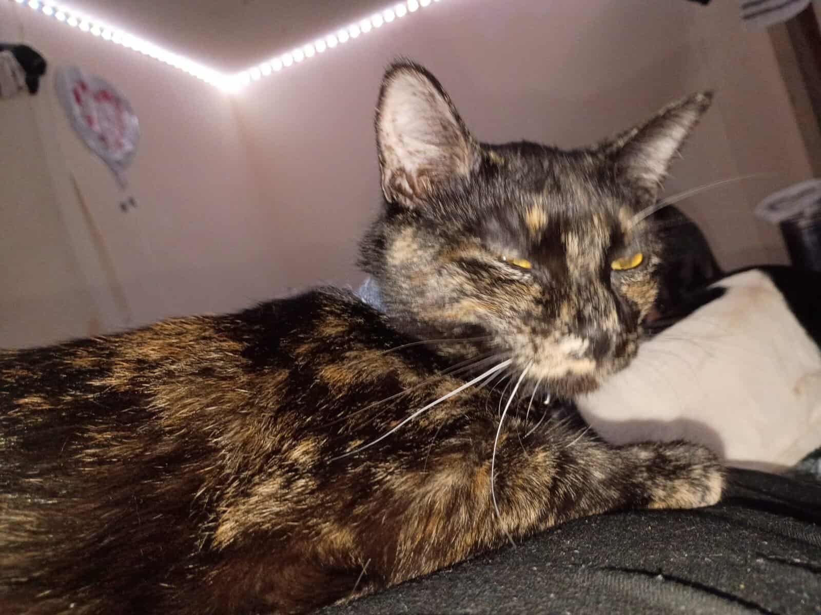 cats need rehoming image 2