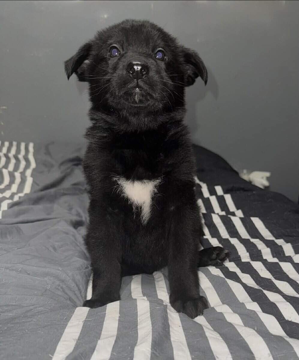 German Shepherd Puppies image 10