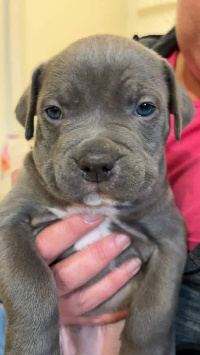 Pit bull puppies looking for forever home image 7