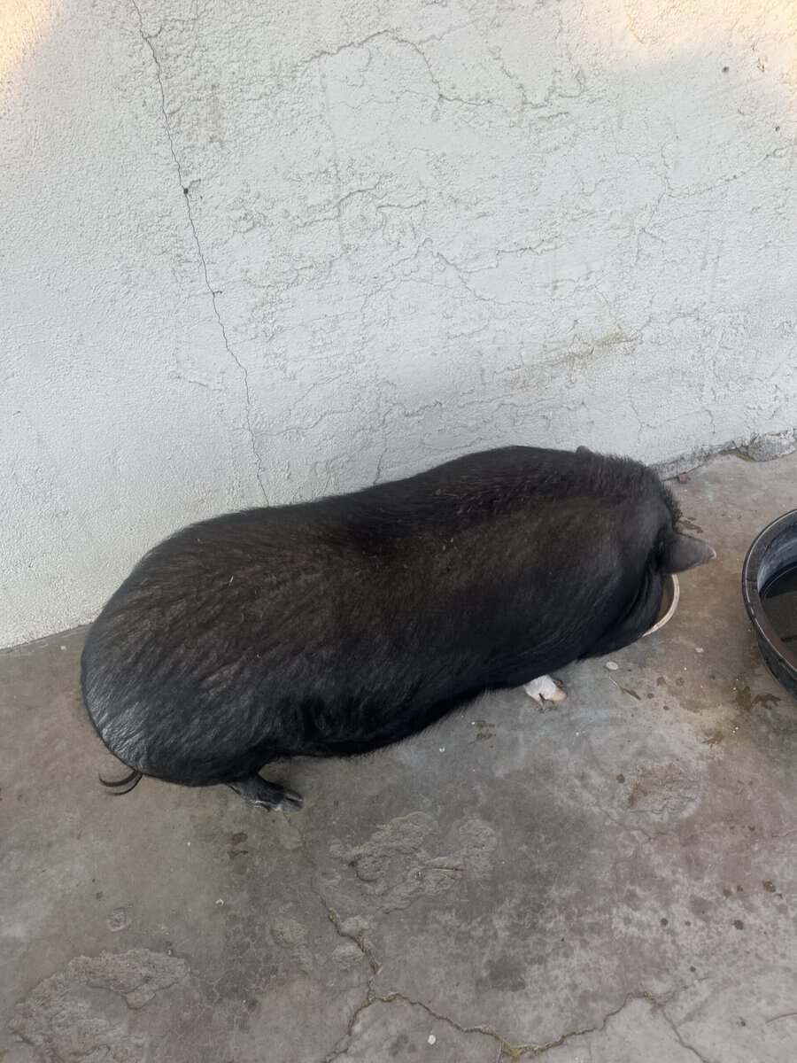 Pig very friendly loves belly rubs image 2