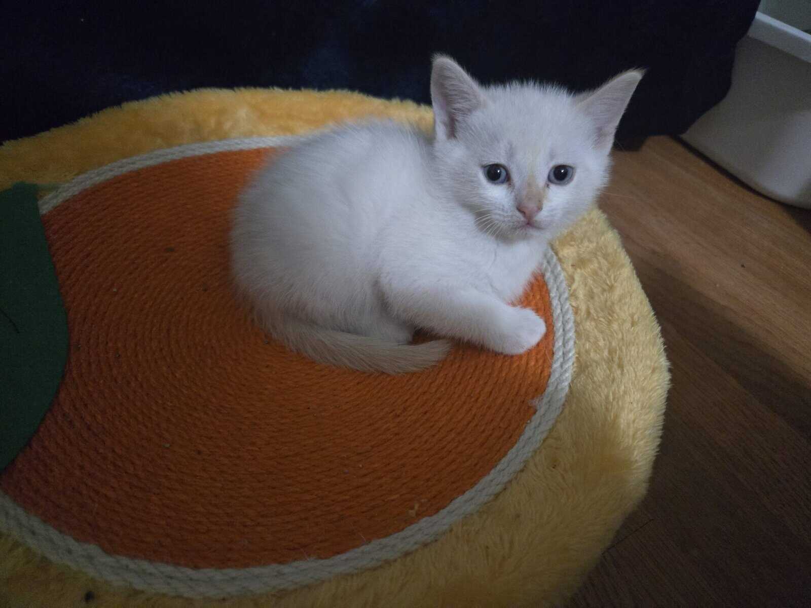 Male Flame point kitten- Newton, AL image 6