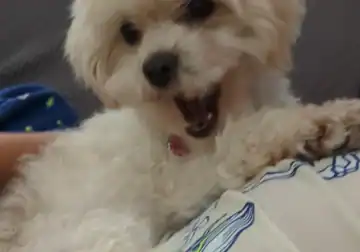 Girl Maltipoo – Lumberton, NC