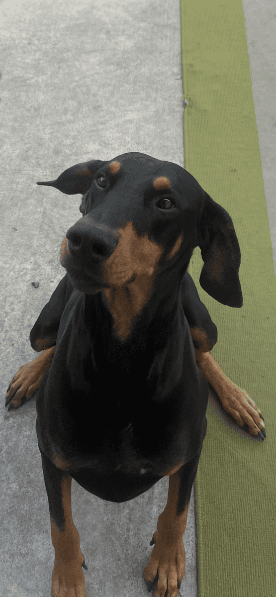 Adoption for Theo image 2