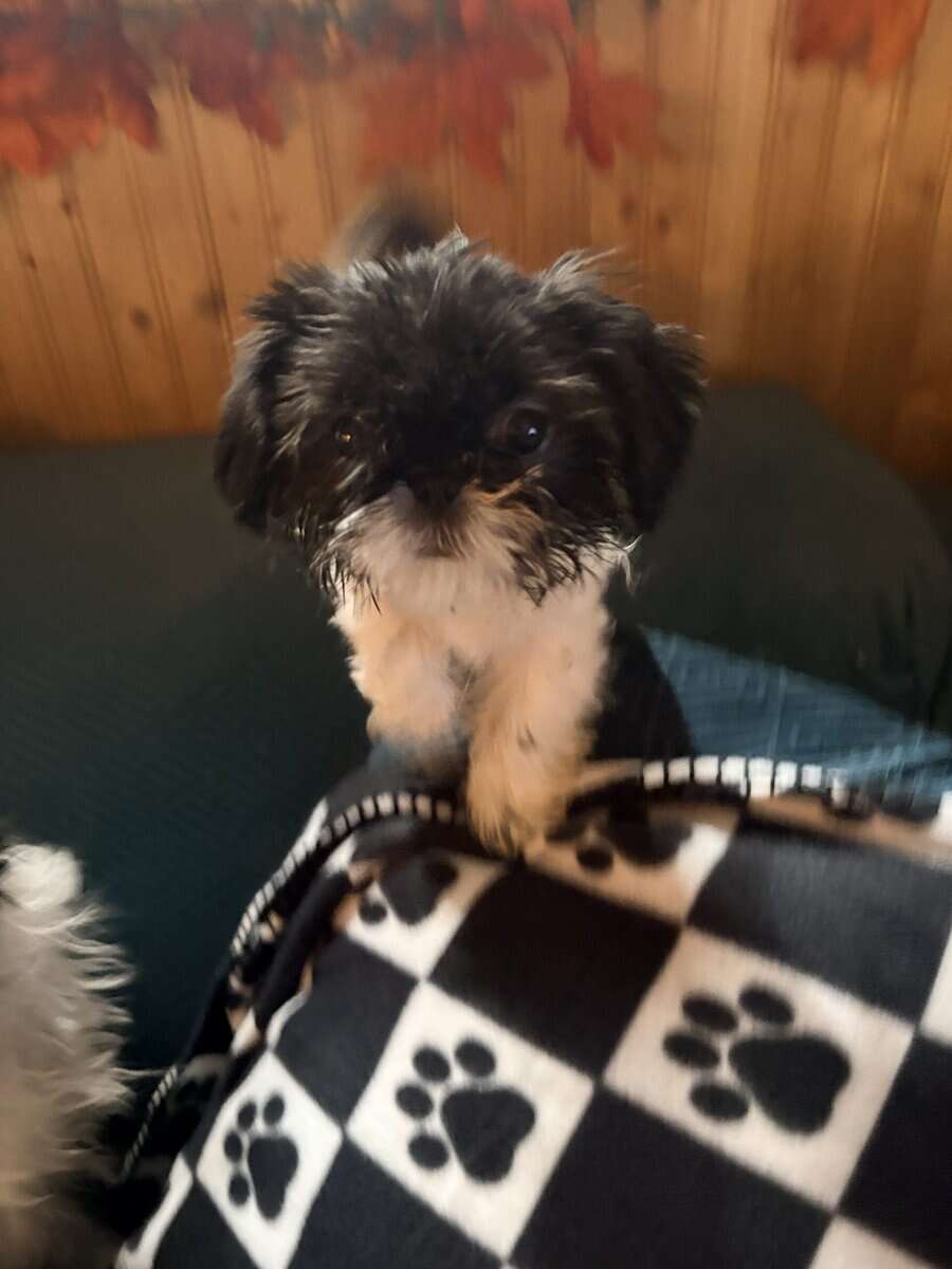 Puppies Ready for Furever Blessings image 2