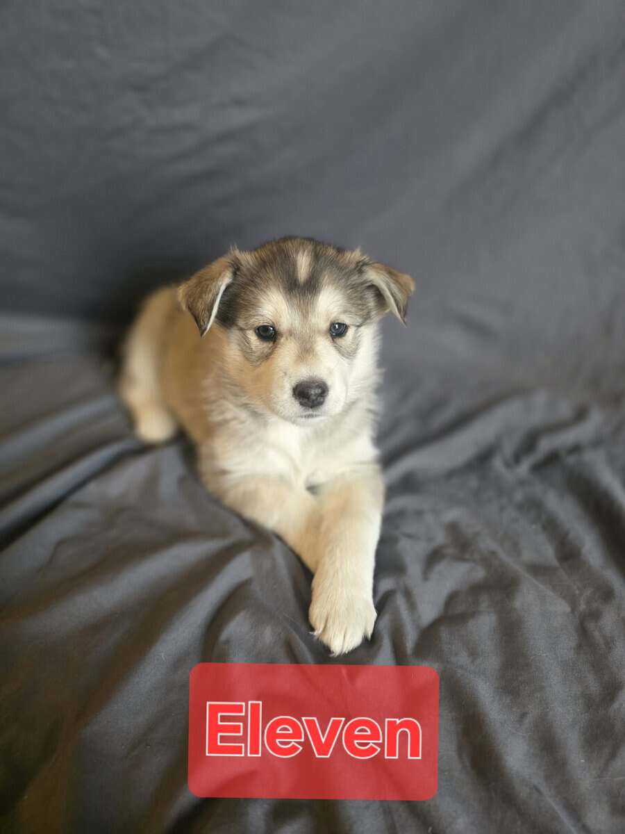Goberian Puppys image 2