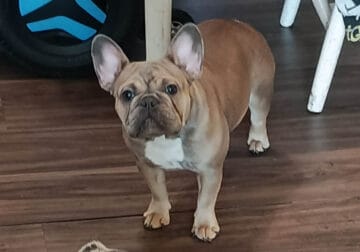 female bulldog micro size