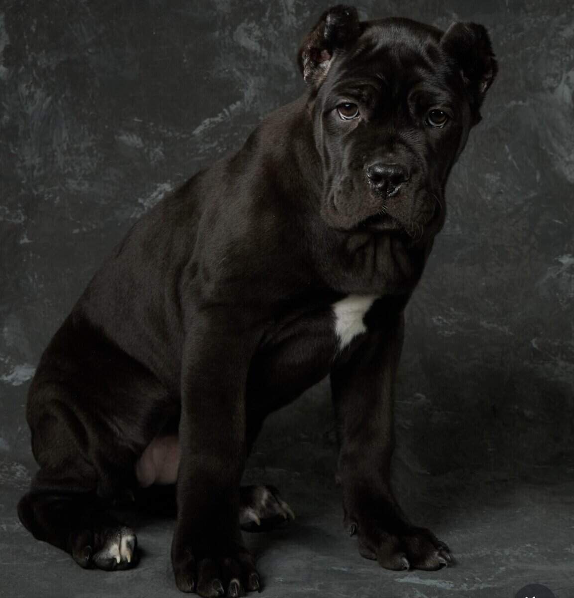 Cane Corso Pups for Sale image 2