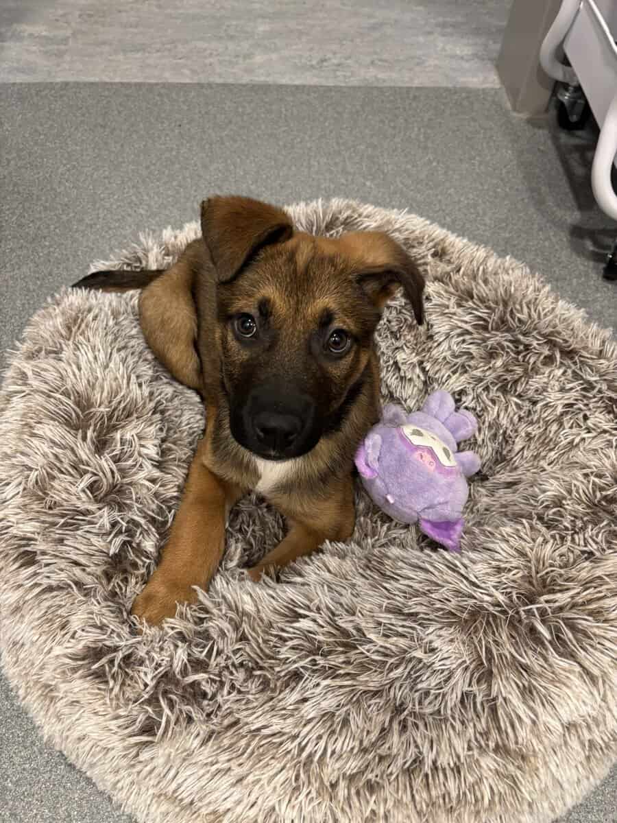Puppy in need of a loving home ASAP image 1