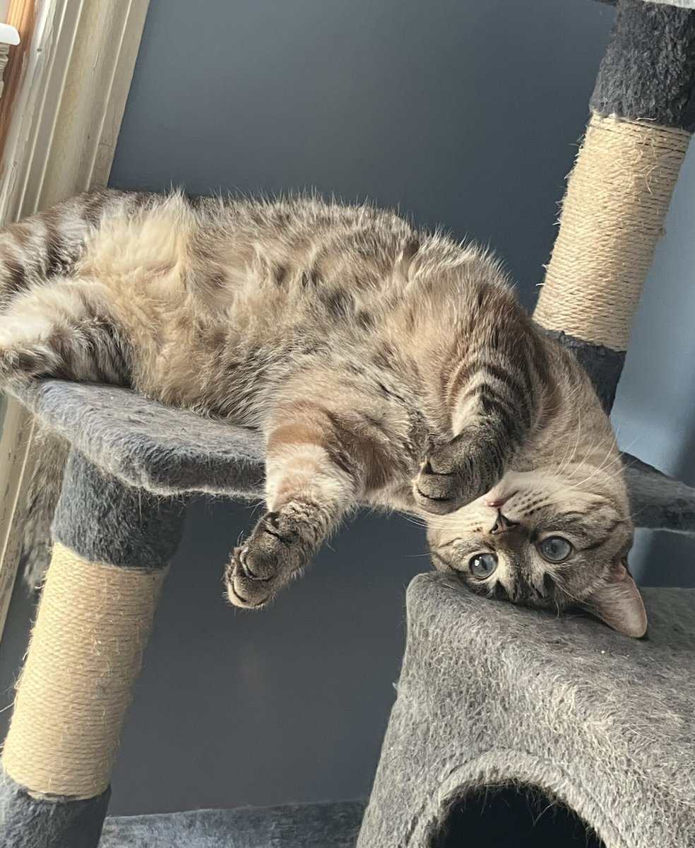Cat in need of a forever home image 3