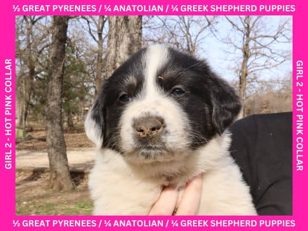 LGD Puppies-Great Pyrenees/Shepherd Mix image 9