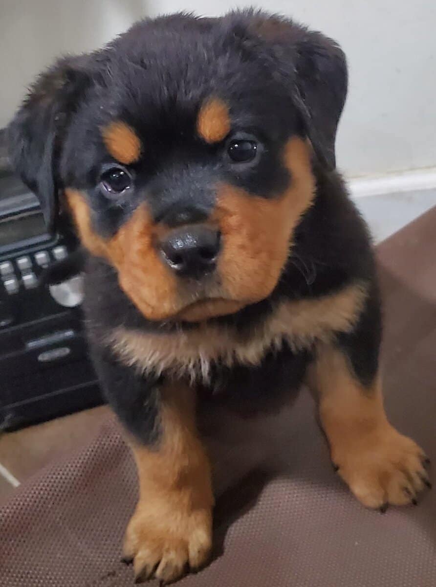 German Rottweiler Puppies 4 Females image 2