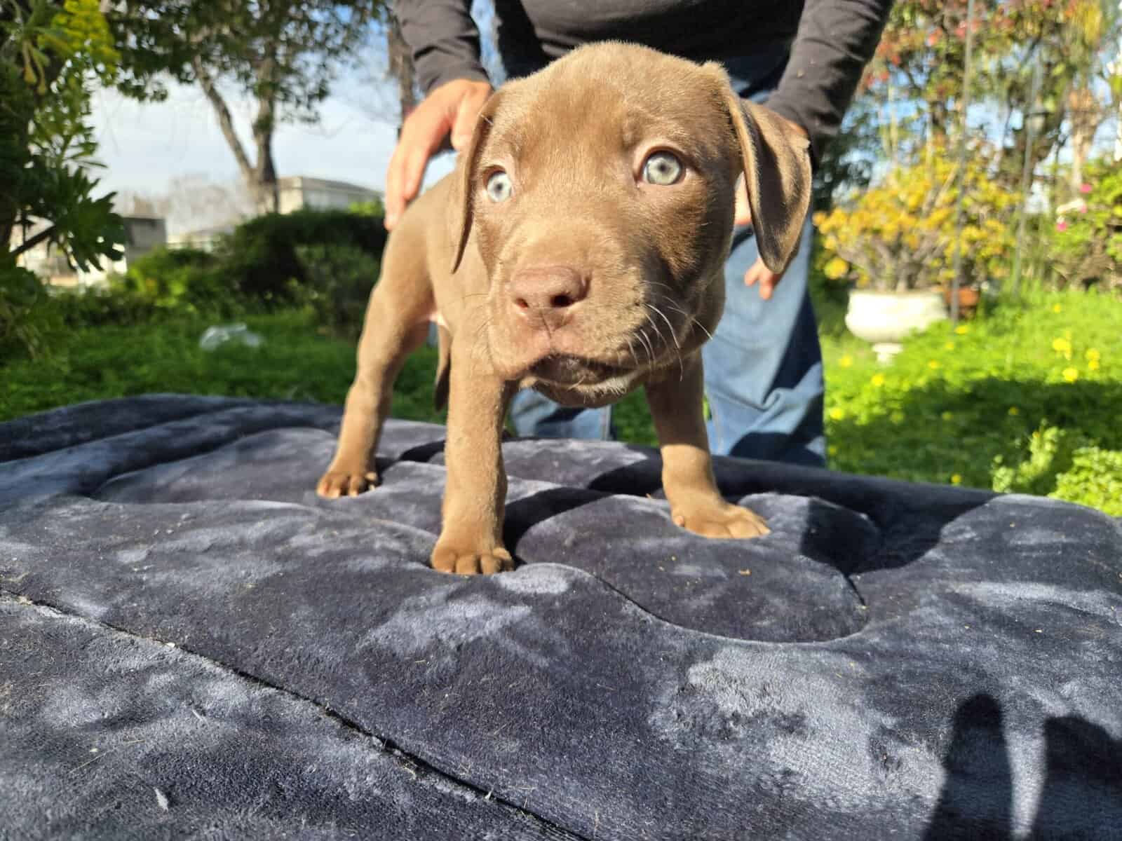 Red Nose American Pit Bull Terrier puppies image 11