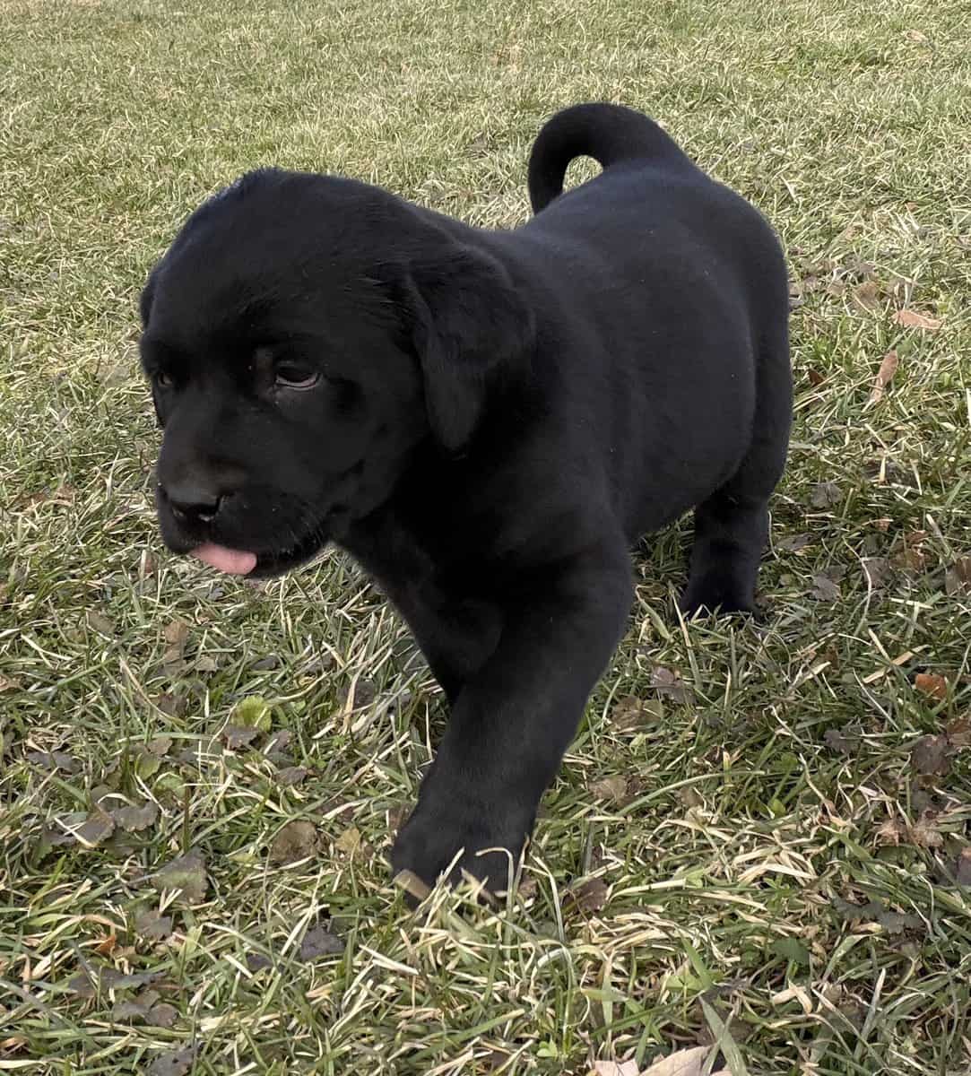 Cute black lab puppies image 3
