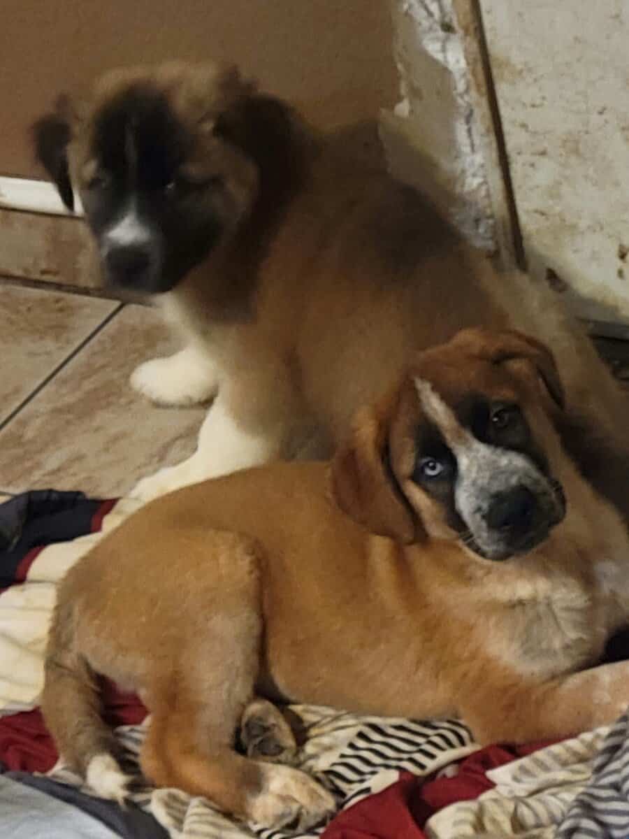 St. German Puppies image 1