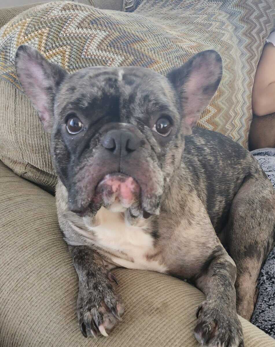 Black & Grey Merle French Bulldog image 2