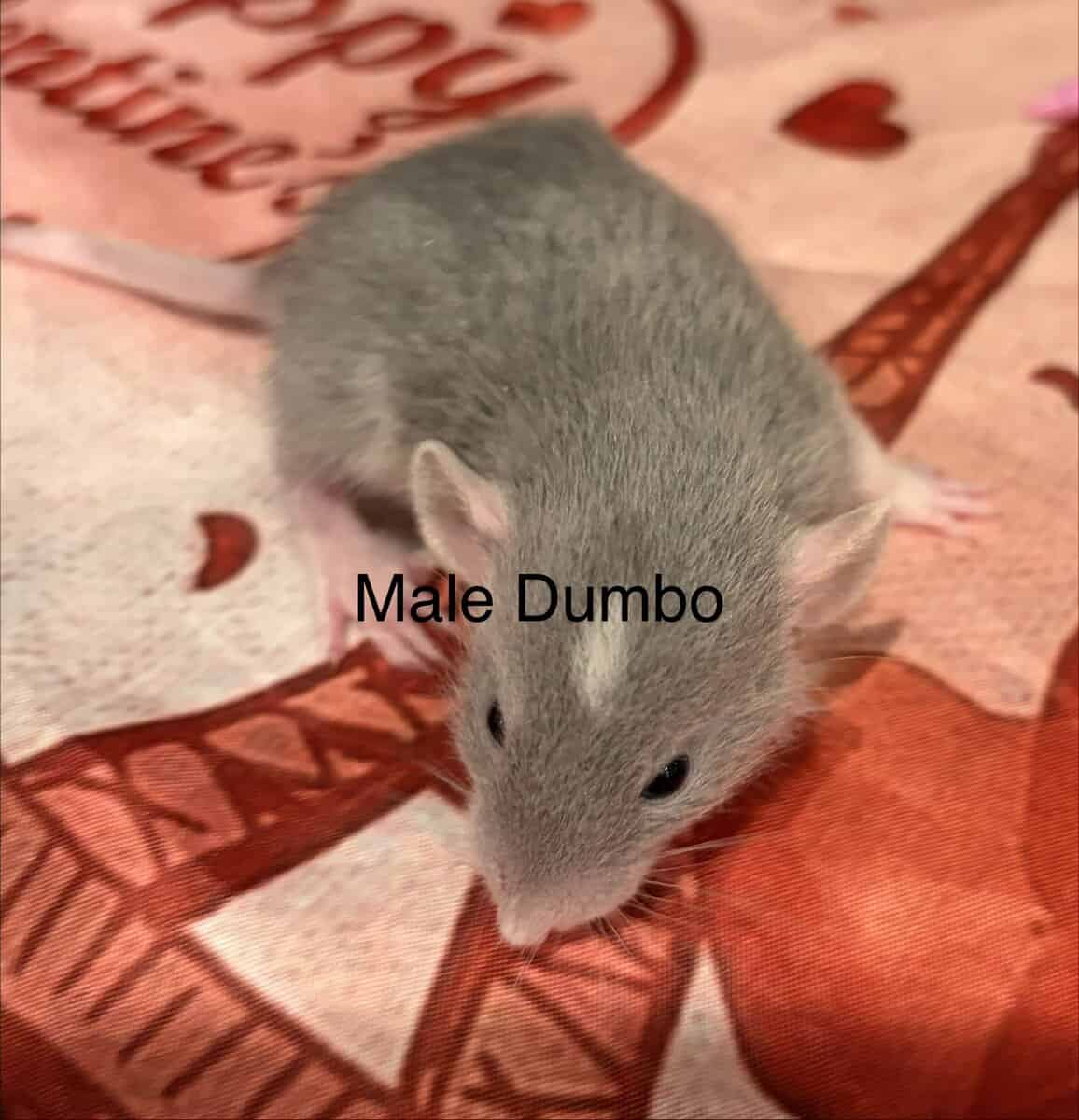 Fancy Rats! image 9