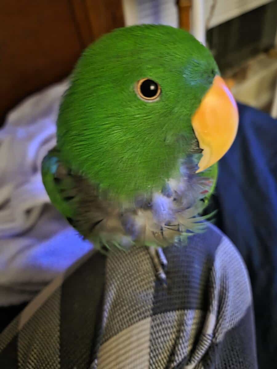 Eclectus parrot male/ rehoming image 1